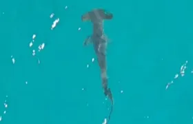 Filhotes de tubarão martelo são flagrados em Arraial do Cabo