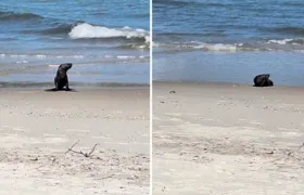 Foca aparece em praia do Rio