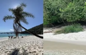 Grupo de estudantes derruba coqueiro turístico de praia em Angra