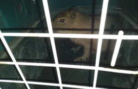 Guarda Municipal de Maricá resgata capivara em Bambuí