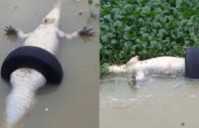 Jacaré aparece morto dentro de pneu em lagoa na Zona Oeste do Rio