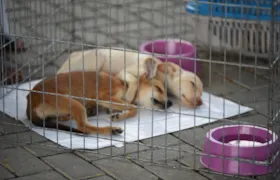 Maricá promove feira de adoção de cães e gatos