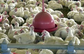 Ministério da Agricultura confirma caso de gripe aviária em Maricá