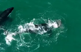 Morador flagra orcas se alimentando em praia de Arraial do Cabo