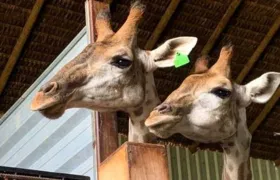 Morre quarta girafa importada pelo Bioparque do Rio