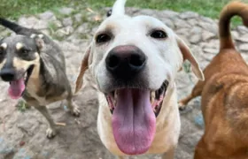ONGs organizam campanha de adoção de animais abandonados no Rio