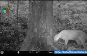 Onça-parda é filmada em mata na Costa Verde do Rio