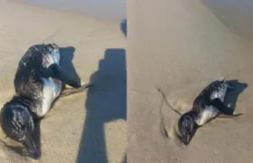 Pinguins são encontrados mortos em Saquarema