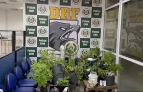 Polícia Civil apreende plantação de maconha avaliada em R$ 150 mil; Vídeo!