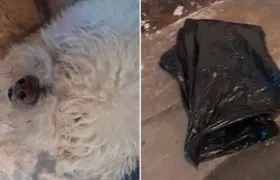Poodle morre em petshop e é entregue à tutora em saco de lixo