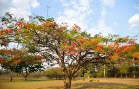 Primavera: ondas de calor marcam início da estação