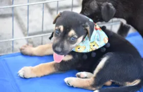 Proteção Animal promove feira de adoção de cães e gatos neste domingo (16)