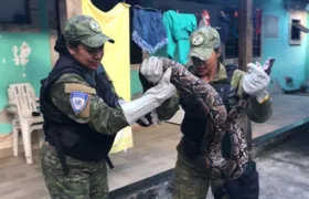 Guarda Municipal de Maricá resgata jiboia em residência