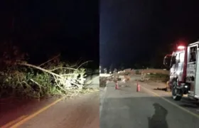 Rodovia em Saquarema tem duas interdições por quedas de árvores na mesma madrugada