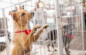 São Gonçalo recebe Feira de Adoção de Animais neste sábado