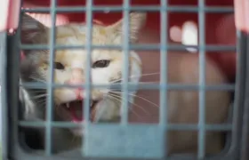 Serviço de castração móvel para cães e gatos chega à Niterói