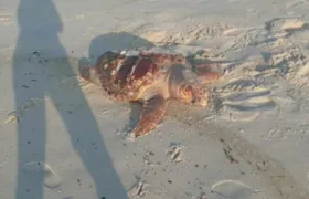 Tartaruga é encontrada morta em praia de Saquarema