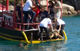 Tartarugas são devolvidas ao mar após reabilitação; vídeo