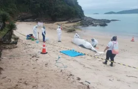 Três filhotes de baleia são encontrados mortos em praias da Região dos Lagos