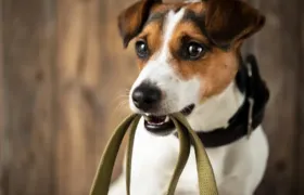 Universo de Niterói promove projeto veterinário voltado para cães