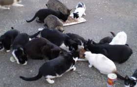 Voluntários se unem para ajudar superpopulação de gatos na UFF