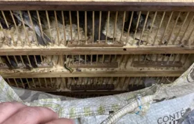 Segurança Presente resgata 25 pássaros que seriam vendidos ilegalmente