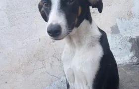 Onde está Pipoca? Moradora do Jardim Catarina busca por cadela desaparecida