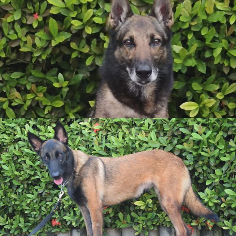 Novo estudo revela: Pastor Belga Malinois é a raça de cão mais