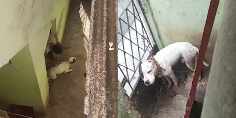 Animal foi resgatado de residência em Venda da Cruz