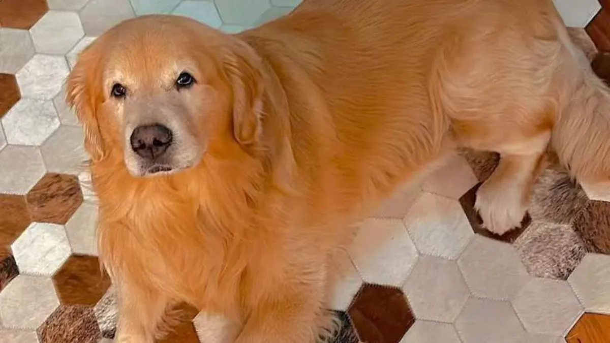 O caso Joca, cachorro da raça golden retriever, de 4 anos, que morreu durante voo nacional