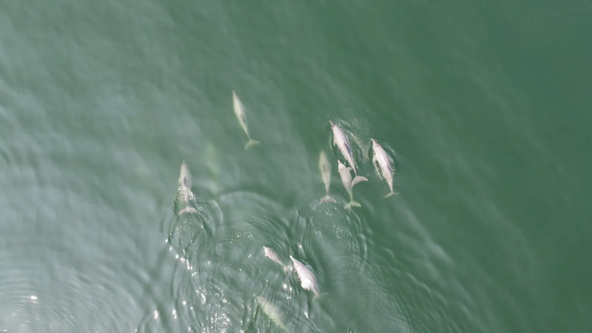 Mais de 30 golfinhos foram vistos na Baía