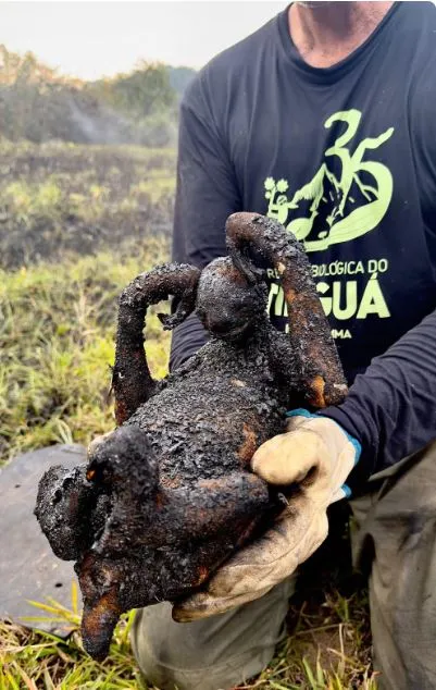 Bicho-preguiça encontrado carbonizado na Reserva Biológica do Tinguá.