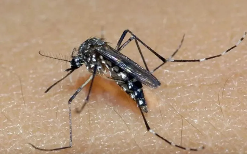Segundo a OMS, Brasil registra cerca de 82% de todos os registros de suspeita de dengue do mundo em 2024