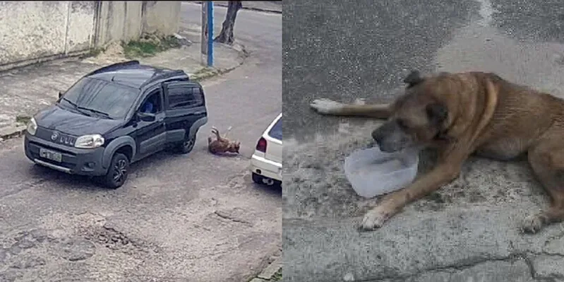 Animal chegou a ficar internado, mas não resistiu