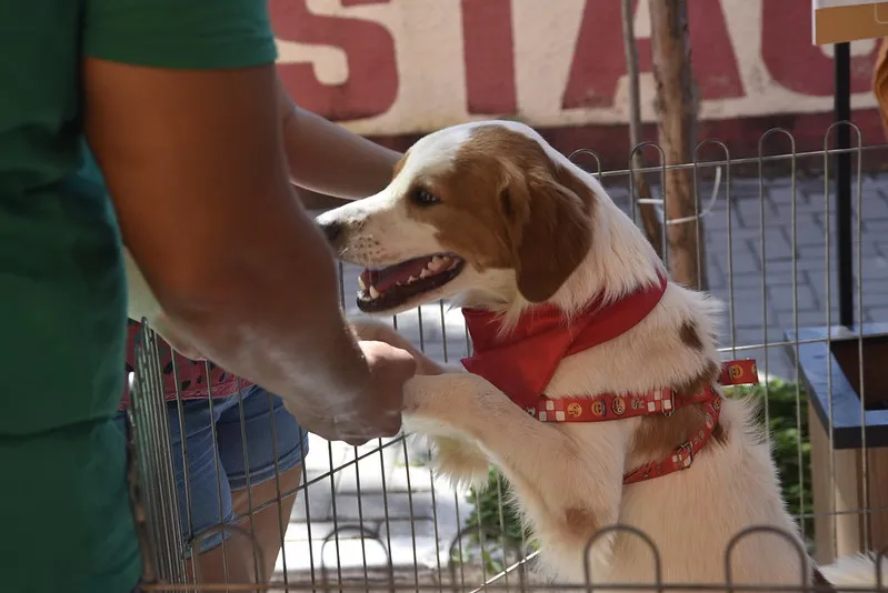 Campanha de adoção aconteceu nesse domingo (28)