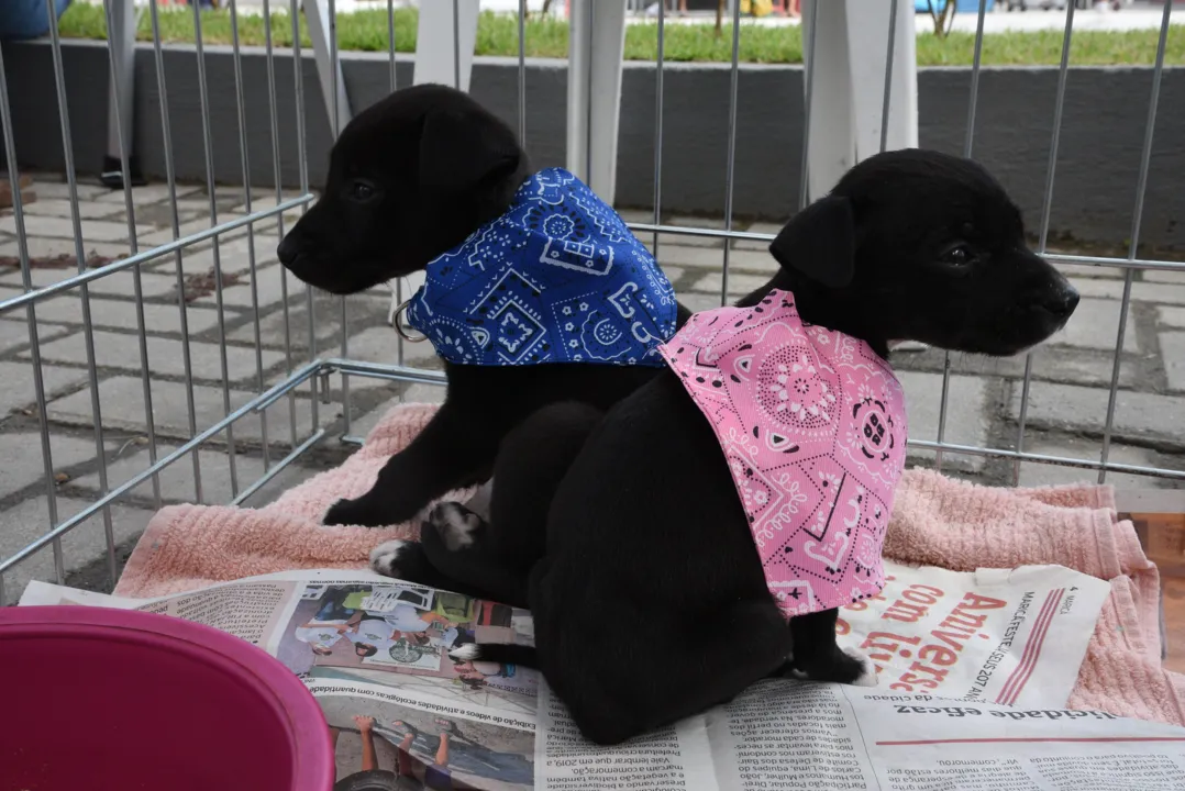 Campanha de adoção de cães e gatos em Maricá