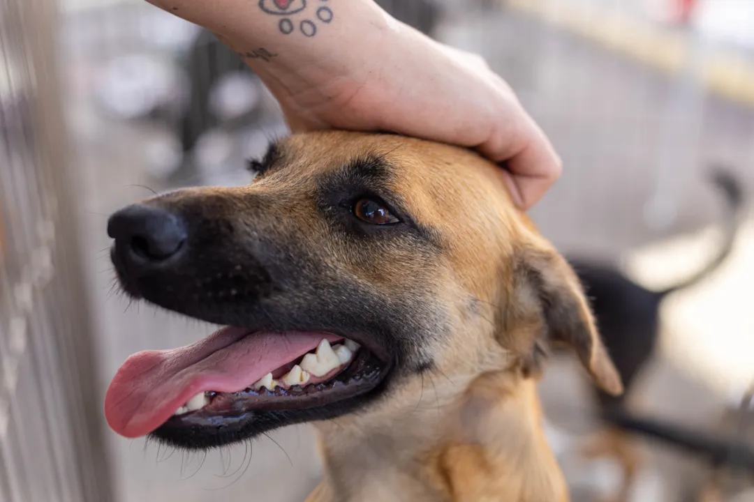 Dos 52 animais disponibilizados para a adoção, 26, sendo 14 cães e 12 gatos, ganharam um novo abrigo