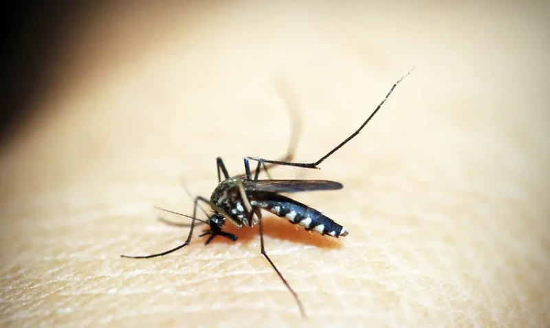 A cidade do Rio de Janeiro entrou nesta segunda-feira (5) em situação de emergência devido ao aumento do número de internações por suspeita de dengue