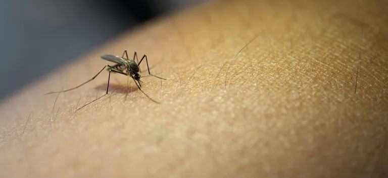 Governador do Rio de Janeiro decretou o fim da epidemia de Dengue