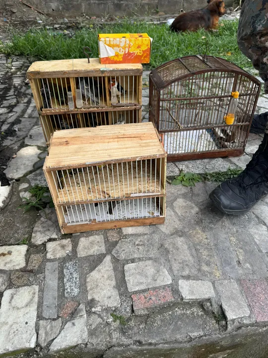 Aves silvestres foram apreendidas e soltas em área de proteção ambiental