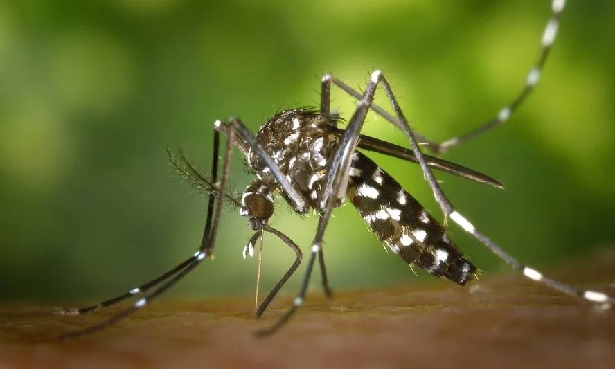 Mais de três milhões e 100 mil casos de dengue foram registrados no Brasil em 2024