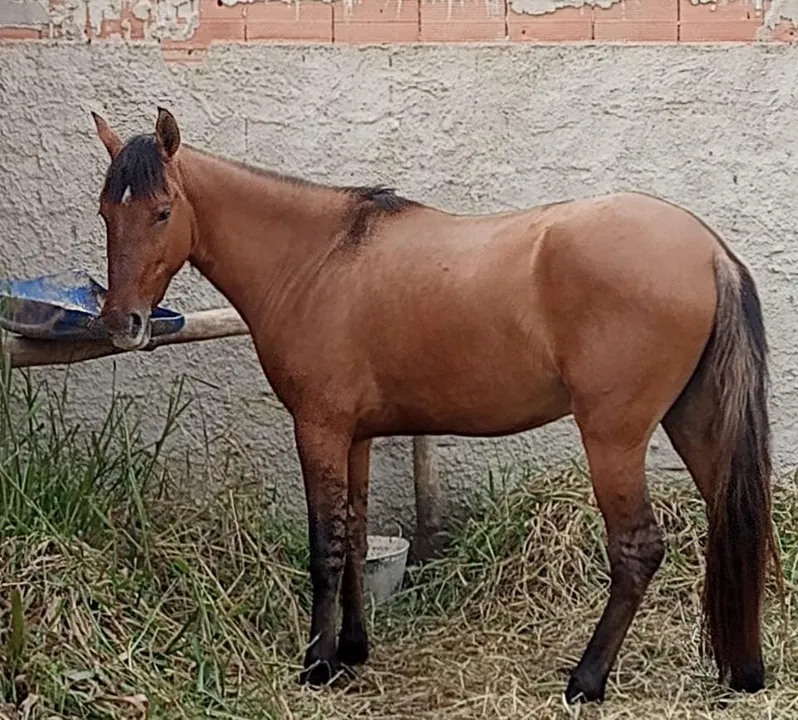 O cavalo é descrito como de pelagem caramelo, com patas pretas listradas e uma mancha branca na testa