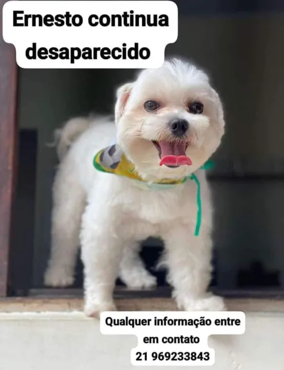 A família chegou a ver uma postagem em rede social de um cachorro que parecia com Ernesto, mas não tiveram resposta