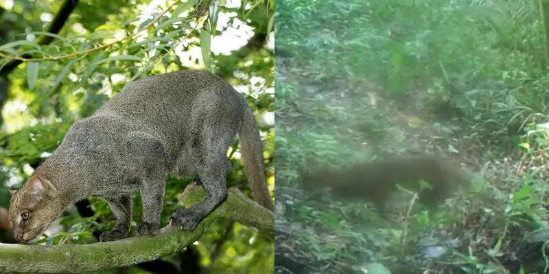 Jaguarundi está na lista vermelha da União Internacional para a Conservação da Natureza