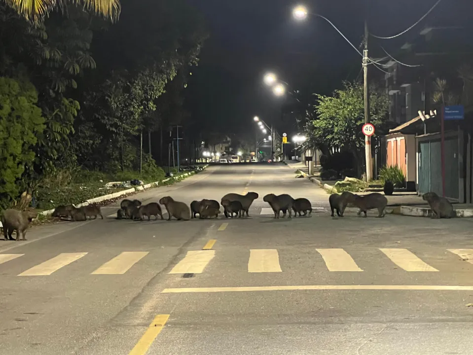 De acordo com o fotógrafo, os animais se concentram às margens de um canal