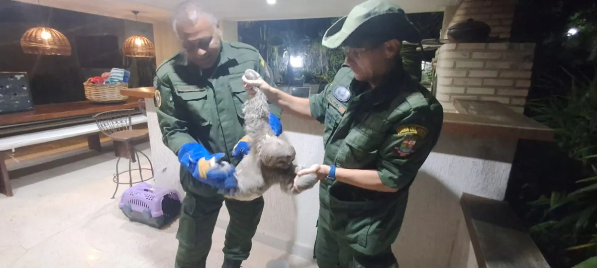 Coordenadoria de Meio Ambiente da Guarda Municipal de Niterói resgatou o animal