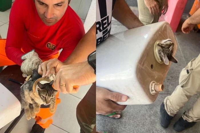 A cabeça do felino estava presa na caixa de descarga