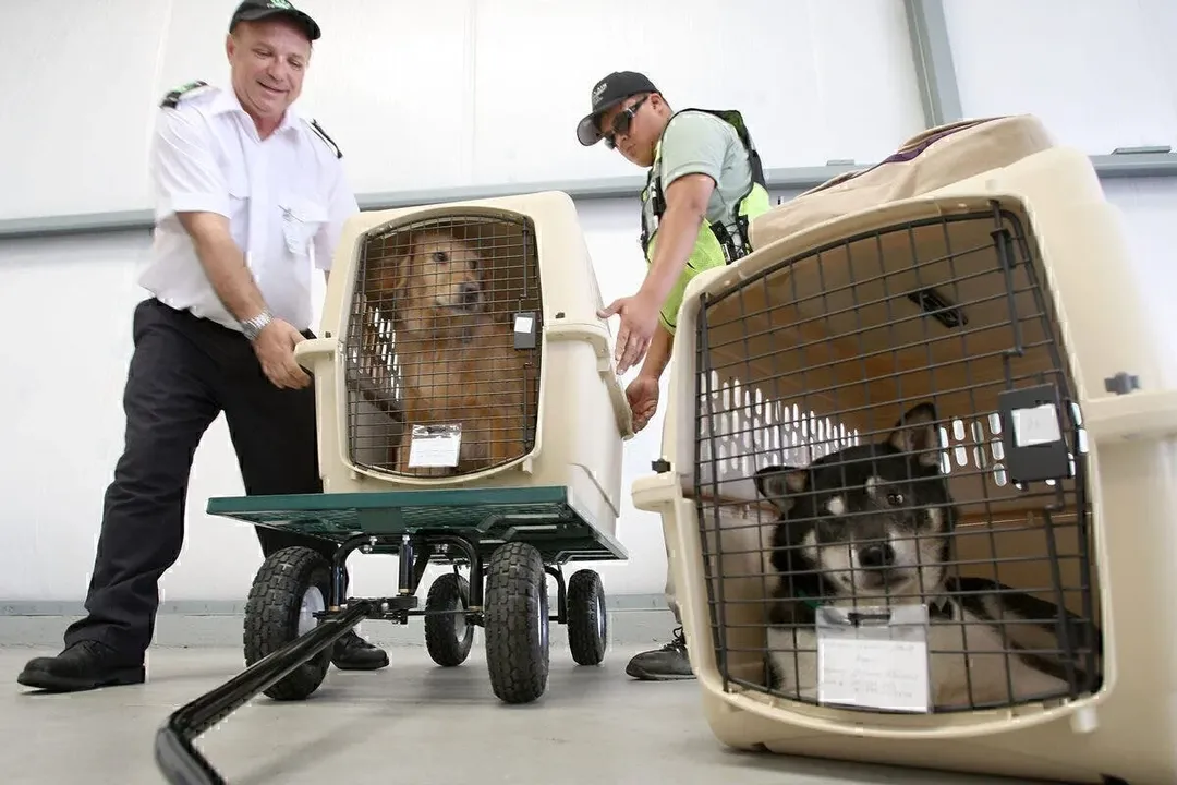 Governo quer evitar casos como o do cão Joca, que morreu em voo