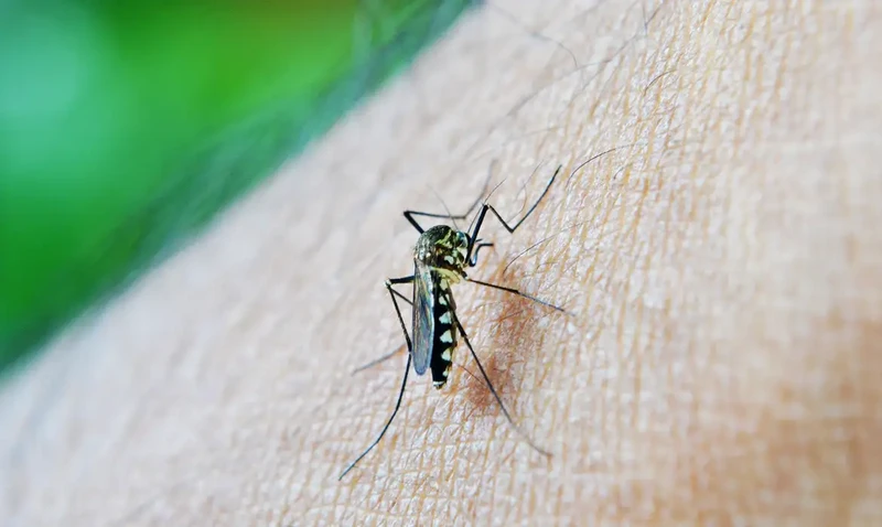 O número de casos de dengue no estado é maior que o esperado para o período