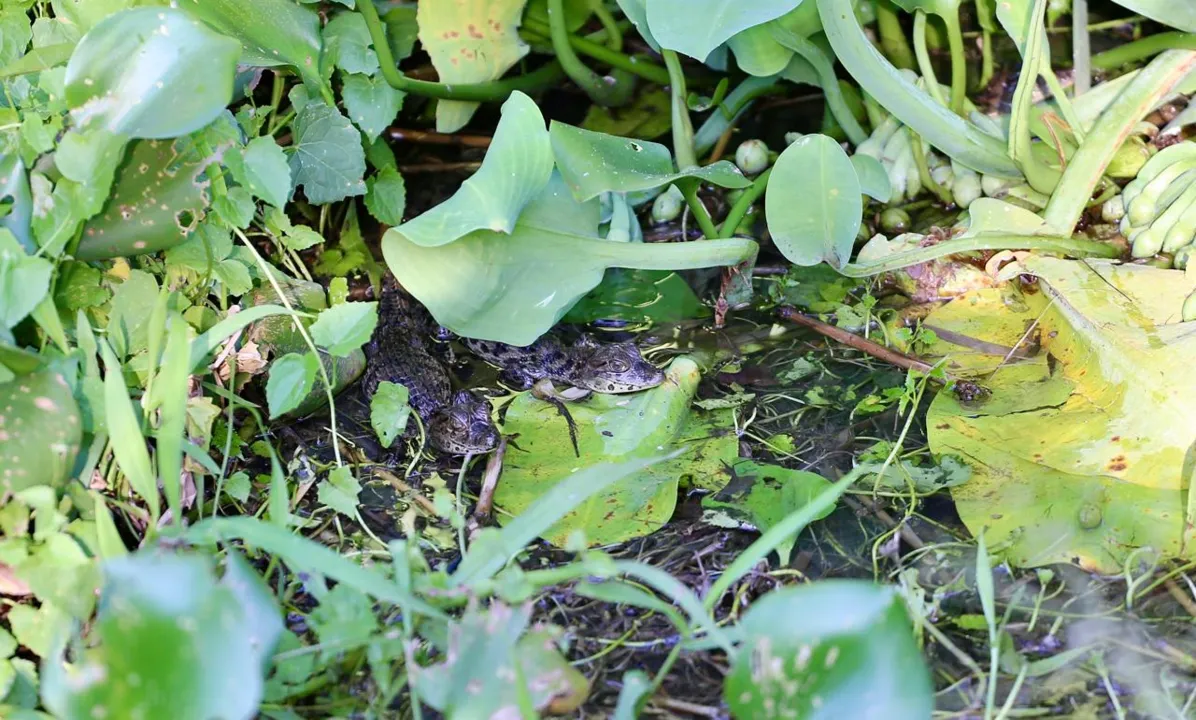 Os filhotes se protegem nas raízes das macrófitas, onde existe um ambiente para que eles possam se camuflar